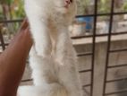 Traditional persian kitten Male
