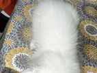 Traditional Persian kitten (male)t