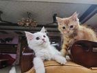 Traditional Persian kitten pair