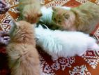 Traditional Persian kitten sell korbo. Male
