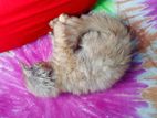 Traditional Persian Kittens .2 Mnth..female Male