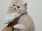 Traditional Persian Kittens F/m