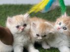 Traditional Persian kittens