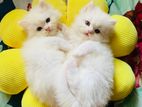 Traditional Persian Kittens