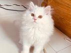 Traditional Persian kittens for sell