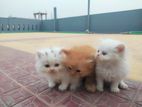 Traditional Persian kittens