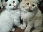 Traditional persian kittens