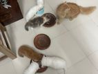 Traditional Persian Kittens
