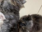 Traditional Persian Kittens