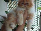 Traditional Persian Kittens