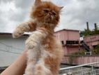Traditional Persian Kittens