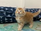 Traditional Persian Kittens