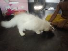 Traditional Persian kittens