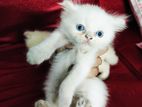Traditional Persian Kittens