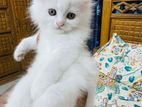 Traditional Persian Kittens Male/female