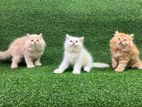 Traditional Persian Kittens Pure Breed