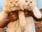 Traditional Persian Kittens Pure Breed