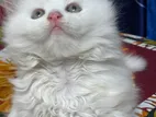 Traditional Persian Kittens Pure Doll Face