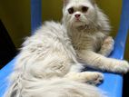 Traditional Persian long coat male cat