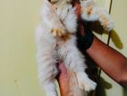 Traditional persian long coat male kitten