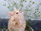 Traditional persian long coat male kitten