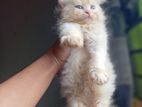Traditional persian M F kitten