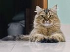 Traditional Persian Male Adult Cat