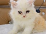 Traditional Persian Male & Female Cat Bi Color Triple Coat