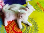 Traditional Persian male & female for sale