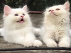 Traditional Persian male and female kitten