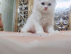 Traditional Persian Male & Female Kitten