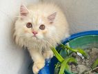 Traditional Persian Male And Female Kitten