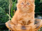 Traditional persian male&female kitten