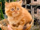 Traditional Persian Male & Female Kitten