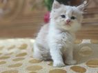Traditional Persian Male & Female kitten