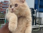Traditional Persian Male And Female Kitten
