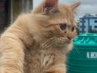 Traditional Persian Male And Female Kitten