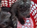 Traditional Persian male and female kittens are available for sell