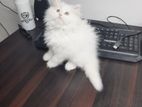 Traditional Persian Male Cat.. 2 Months Age