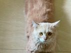Traditional Persian male cat available