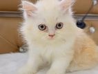 Traditional Persian Male Cat Bi Color Triple Coat