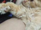 Traditional Persian Male Cat