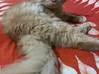 Traditional persian male cat