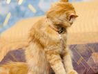 Traditional Persian Male Cat