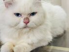 Traditional Persian Male Cat