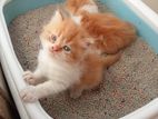 Traditional Persian Male Cat