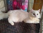 Traditional Persian Male Cat