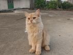 Traditional Persian Male Cat