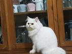 Traditional Persian Male Cat