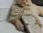 Traditional Persian Male Cat
